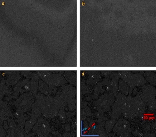 Magnetic field-enhanced alignment and detection of hemozoin in lysed infected red blood cells using polarizing microscopy. Credit: Dickson Mwenda Kinyua, Kirinyaga University/Biomedical Optics Express.