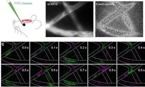In vivo cortical vascular imaging using an event camera. Credit: SNU/PhotoniX.