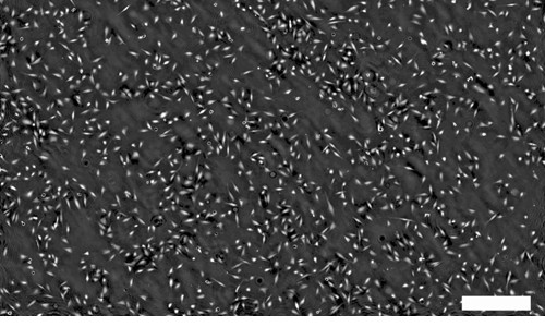 Tampere University achieves long-term imaging of living cells