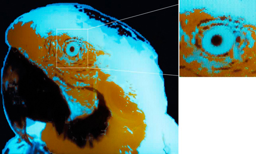 Record high resolution multicolor image using fluorescent dyes. The image measures 300 by 430 micrometers in size. Graphic from Lo SW et al. Nature 2026.