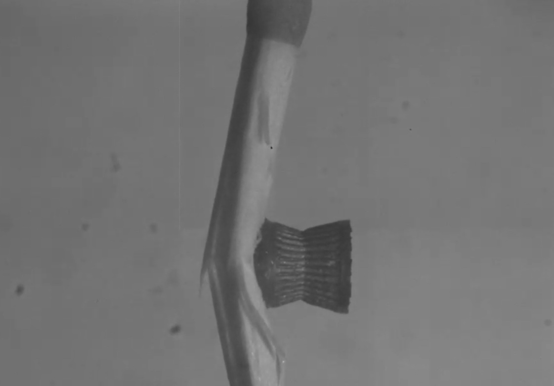 Impact study captured at 1 million frames per second