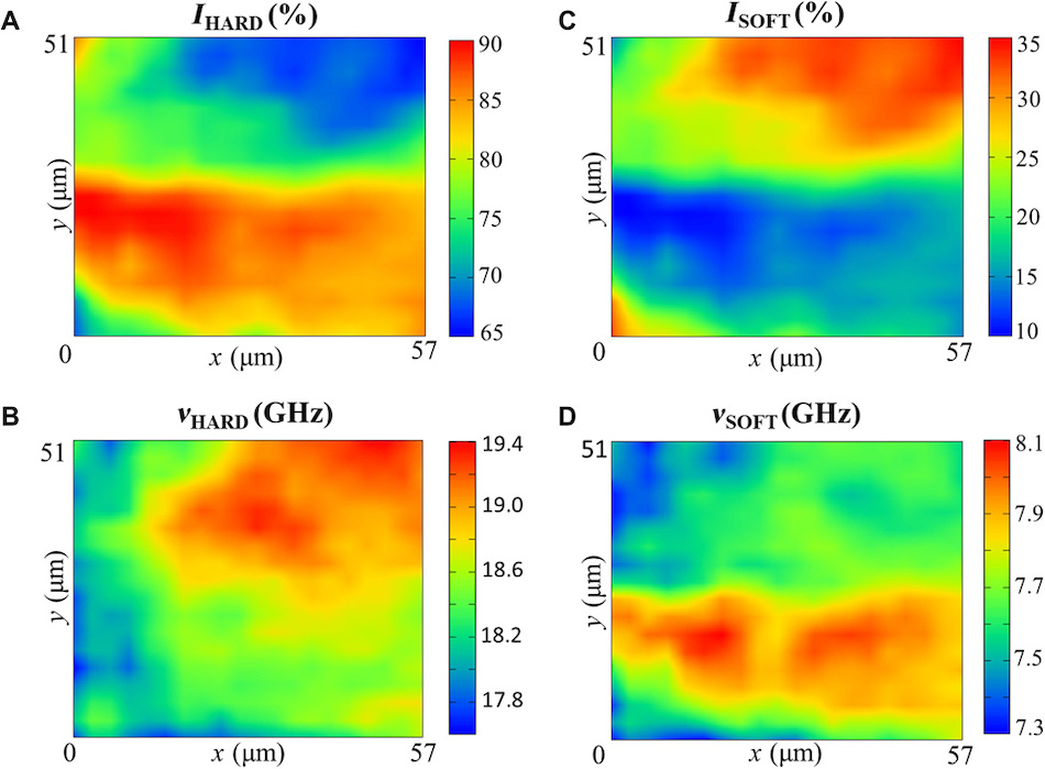 Maps based on (A and C) intensity and (B and D) frequency shift. Hard and soft components correspond to high- and low-frequency Brillouin peaks. Credit: University of Exeter/Science Advances.