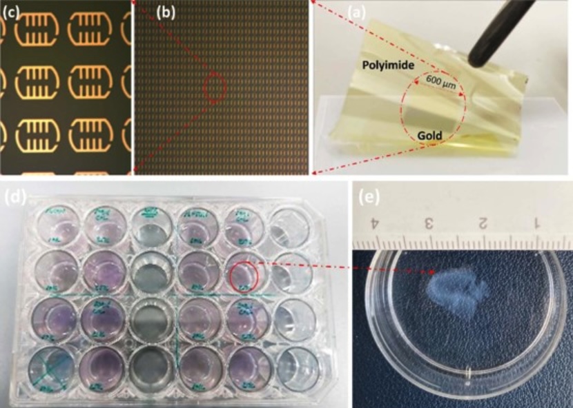 a) Demonstration of the flexibility of the biosensor. (b-c) fabricated metasurface biosensor under an optical microscope, (d) cultured 3D collagen gel models of BCC in 24-well plates, and (e) a close-up view. Credit: Shohreh Nourinovin/IEEE Transactions on Biomedical Engineering.