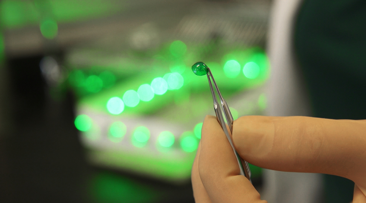 Rats were exposed to room light and fitted with contact lenses that allowed the green spectrum wavelength to pass through the lenses. Credit: Bob Demers/UANews.