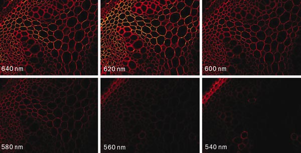 Convallaria majalis Convallaria majalis