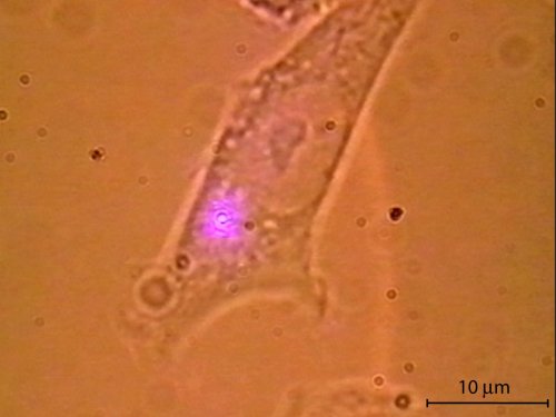 Transfection process
