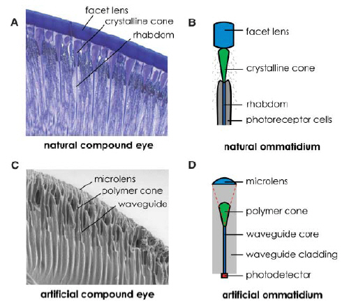 schematic of artificial eye