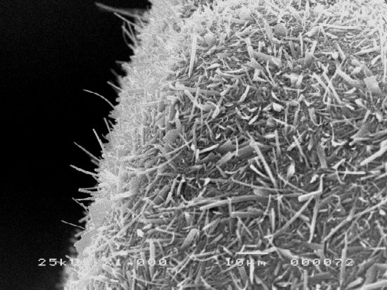 switchable lotus effect