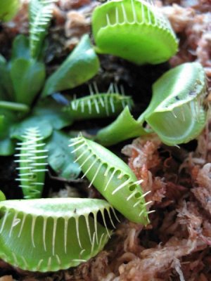 Venus flytrap
