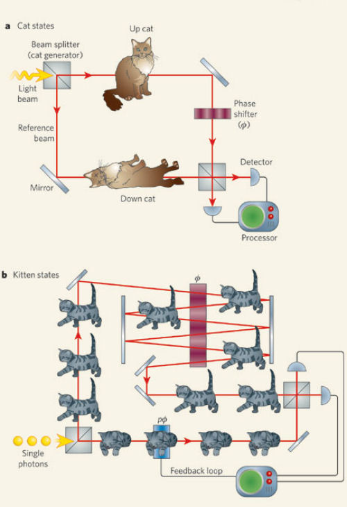 Towards the Heisenberg limit curious cat