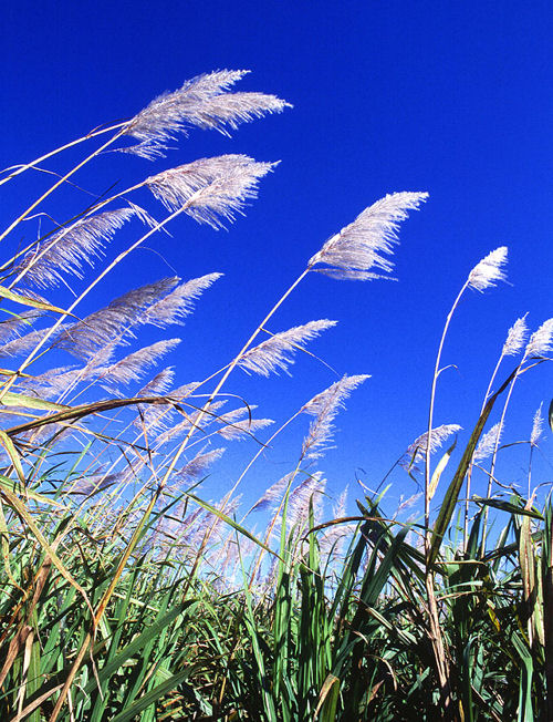 FORCE-A fluorescence-based optical sensor monitors crop growth