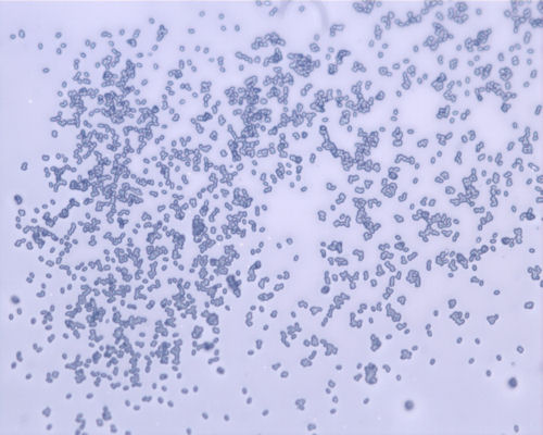 Bacterial spores  detected in real-time by coherant anti-stokes raman scattering