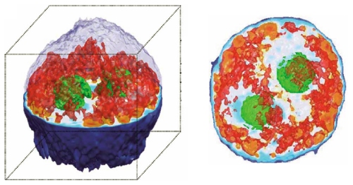 tomographic phase microscopy Inside a cell