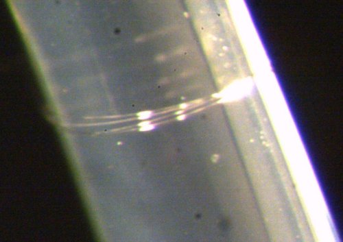 Microfiber coil resonator