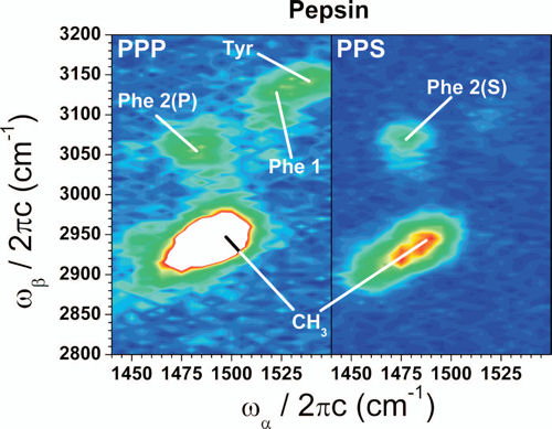 Protein identification protein identification