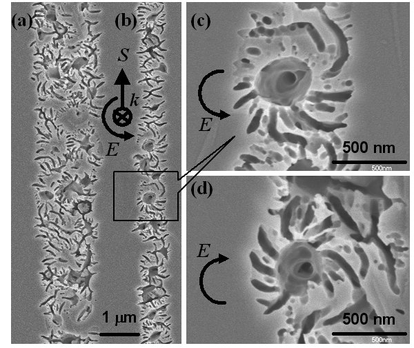 structures show the handedness of circularly polarized light