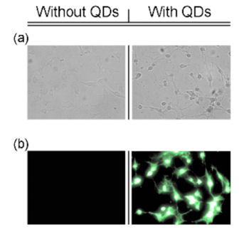With and without QDs