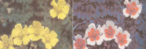 chromatically processed