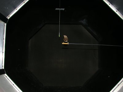 Preparing for flight