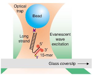 Unraveling DNA Unraveling DNA