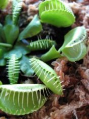 Venus flytrap