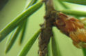 pine branch