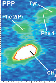 protein identification