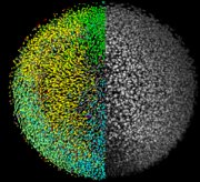 Time-lapse images of embyro development