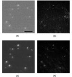 Ye Pu  Harmonic holography: a new holographic principle