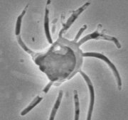 Chiral structure in fused silica