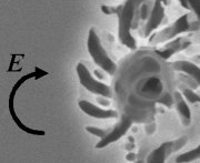structures show the handedness of circularly polarized light