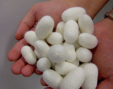 Silk worm cocoons