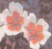 chromatically processed