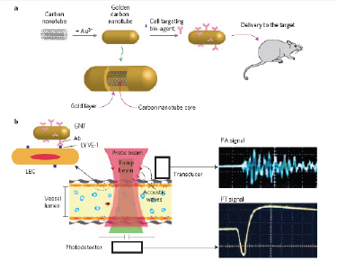 GNT-assisted therapeutics