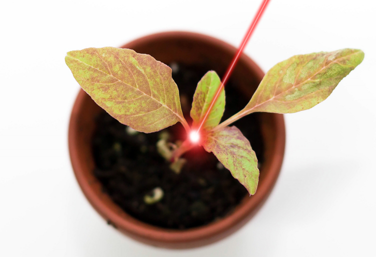 Clean cut: no plant resistance will develop, nor soil chemistry be damaged.