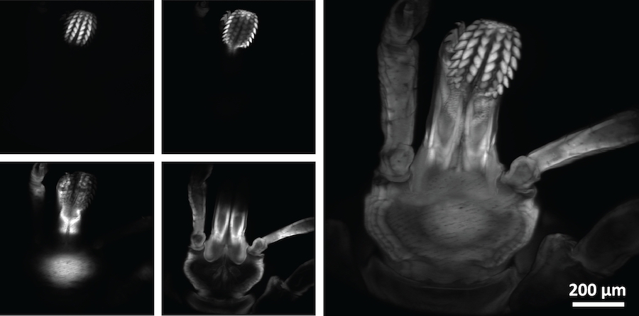 Live and in detail: confocal imaging