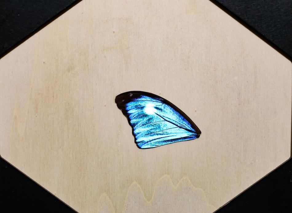 Butterfly effects: measuring optical properties