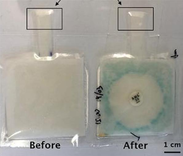 Rapid detection: E. Coli