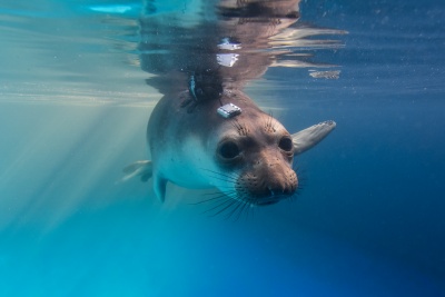 Wearable version of the “PortaLite” NIRS sensor is fitted to harbor seals.