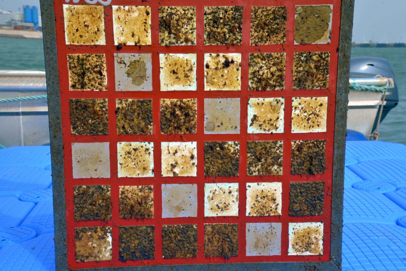 Testing of anti-fouling coatings on the Heligoland test stand.