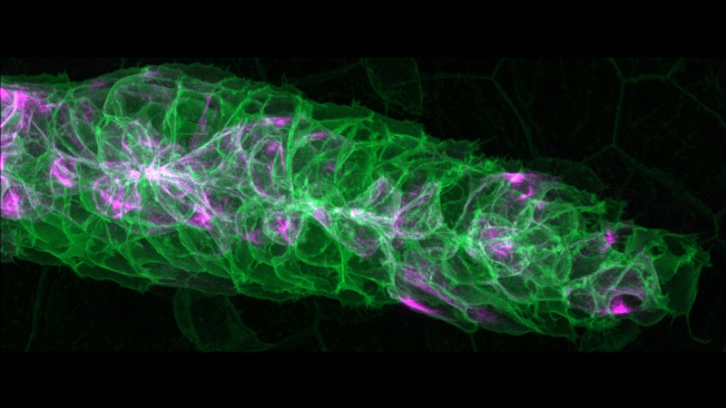 Celldiscoverer 7 used in coronavirus research
