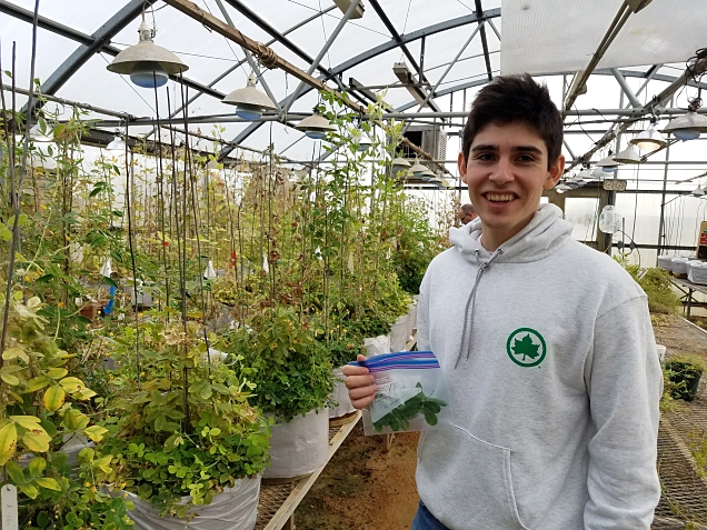 Research scientist Lee Sanchez with peanut plant samples. 