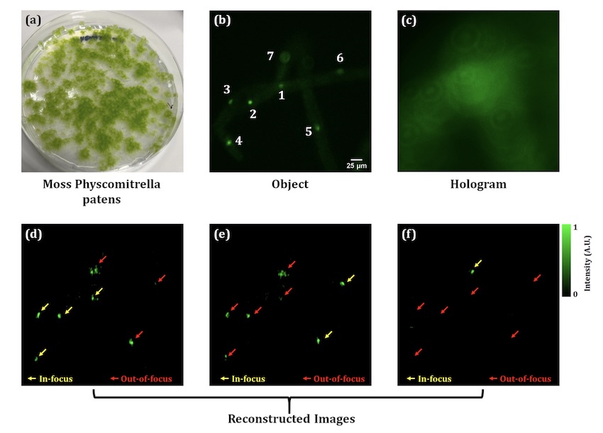 Extracting information: plant cell nuclei