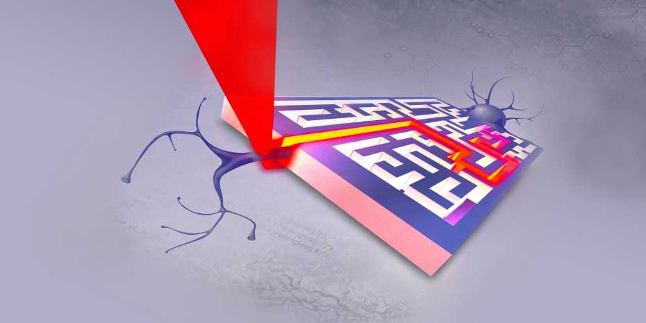 Lighting the path: cell growth