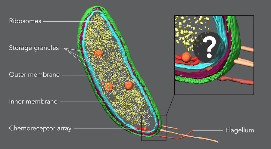 Best of both techniques: proteins revealed