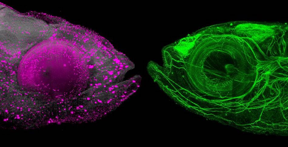 Shining through: optically cleared zebrafish
