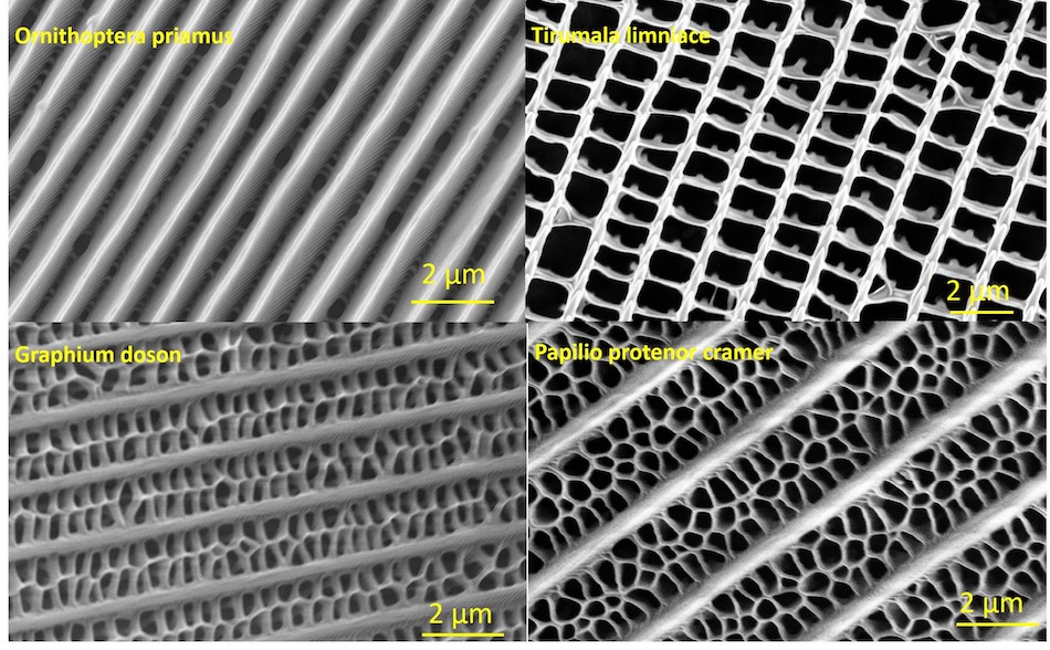 On the wing: light absorption 