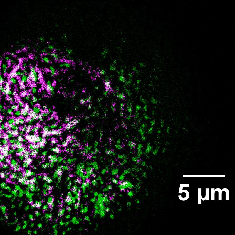 A colorized image of lily pollen, captured by the ORNL microscope. 