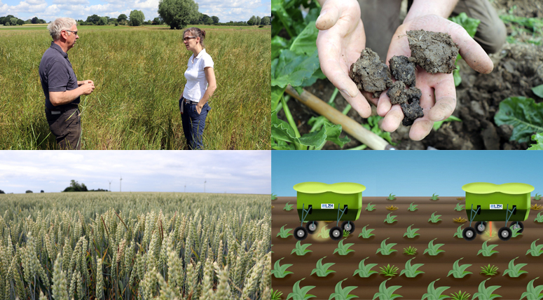 To cut herbicide resistance, lasers could remove weeds from agricultural fields. To cut herbicide resistance, lasers could remove weeds from agricultural fields.