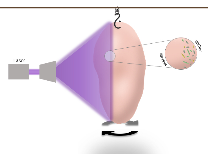 Laser irradiation could disinfect uncooked or chopped chicken meat.